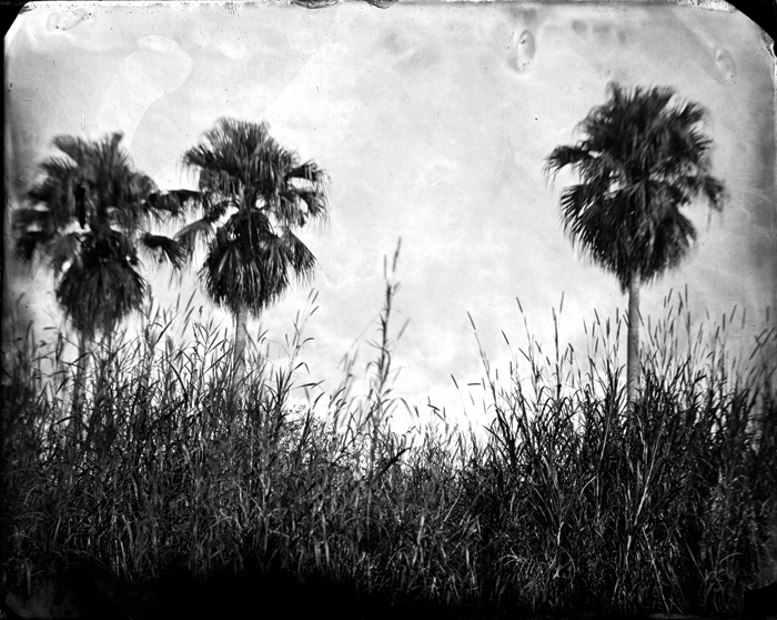 Lisa Elmaleh: Everglades